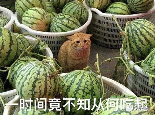 找别人瓜吃,从“找别人瓜吃”看社交心理