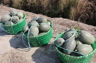 广告吃哈密瓜,尽享夏日清新滋味