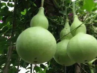 吃瓜是什么表现,揭秘“吃瓜”背后的社会现象