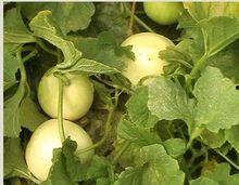 吃梨瓜可以吗,吃梨瓜的神奇功效与美味体验