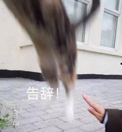 吃瓜群众背影女,吃瓜群众的独特视角